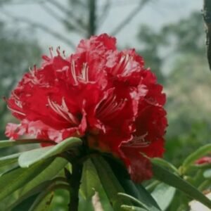 Natural Buransh (Rhododendron) Juice 500 ML