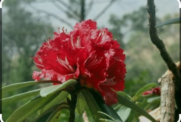 Natural Buransh (Rhododendron) Juice 500 ML